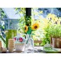 LEGO Botanical Collection 40524 : Les Tournesols