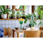 Lego Botanical Collection 40747 - Les jonquilles